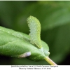 iphiclides podalirius larva3